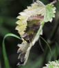 304274 – Photo : Oryctes – France (59)